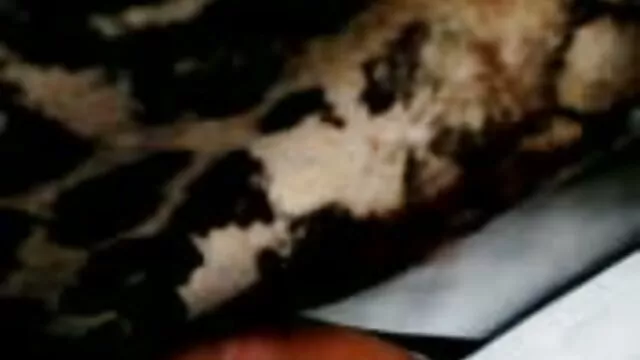 Polluelos beso señoras mexicanas chichonas negro